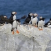 puffin_atlantic_msi_h_2001_can1118.jpg